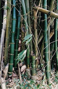 BAMBUS
