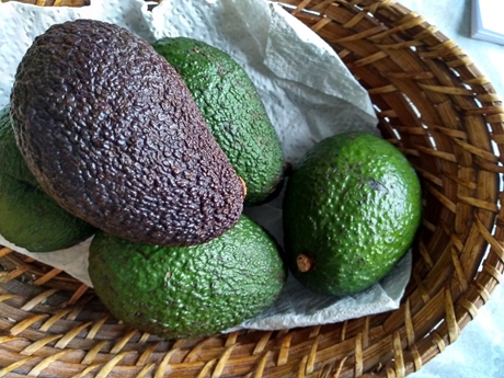 AVOCADO