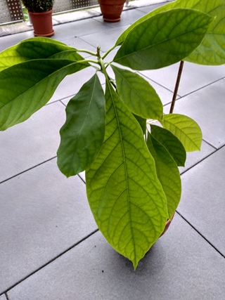 AVOCADO-BLÄTTER
