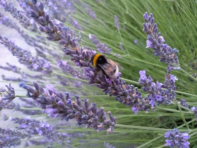 HUMMEL-LAVENDEL
