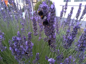 LAVENDELBUSCH-HUMMELN
