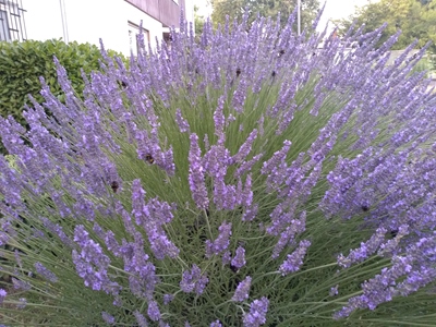 LAVENDELBUSCH-2022-HUMMELN