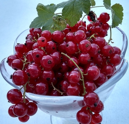 Johannisbeeren - rot